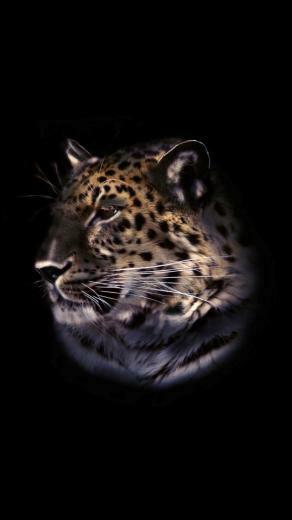 iPhone Background Tiger Wallpaper N03