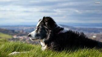 Border Collie Wallpaper