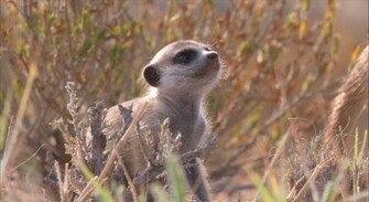 Meerkat Pup Wallpaper Meerkats