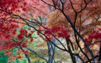 Nature Wallpaper HD Landscape