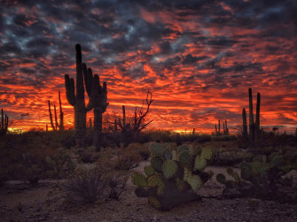 Tucson Arizona Sunset Flaming Sky Desert Landscape With Cactus