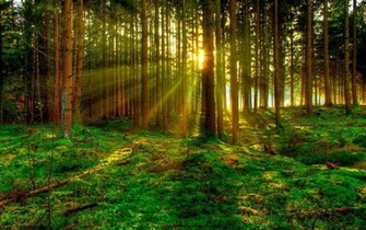 3d Green Forest For Android