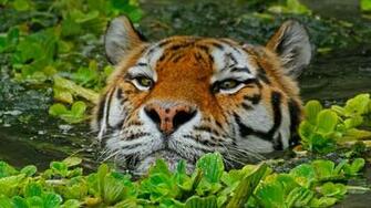 Bing Wallpaper Archive
