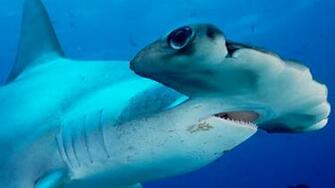 Real Scary Shark Pictures HD Wallpaper Jpg