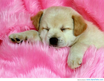 Cute Dog Baby Image Amp Pictures Becuo