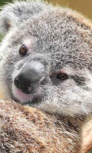 Cute Koala Bear Wallpaper Live