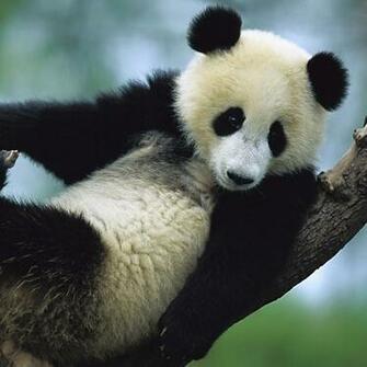 Giant Panda Cub iPad Wallpaper Animals