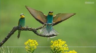 Wallpaper Of Animals HD