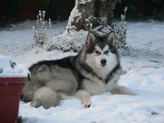 Pics Photos Add Two Funny Alaskan Malamute Dogs