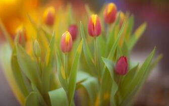 Galben Wallpaper Gallery