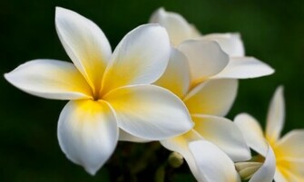 Plumeria Frangipani HD Wallpaper High Definition