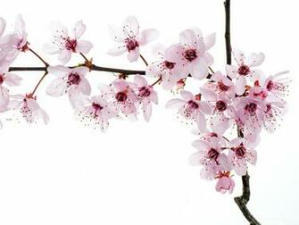 Spring Blooming Flowers Pink And Tiny On White Background