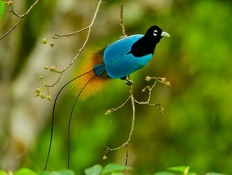Birds Of Paradise Wallpaper For Desktop Wallpaperyork Brows Your