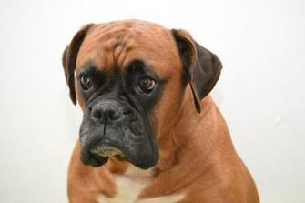 Boxer Dog Portrait Computer Wallpaper Desktop