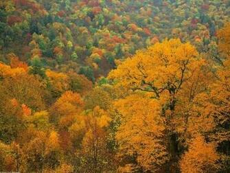 Autumn Wallpaper