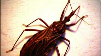 Kissing Bug Could Be Deadly Cnn Video