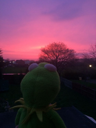 Kermit Aesthetic Kermitmeme Kermitaesthetic