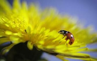 Ladybug Macro Flower Dandelion Wallpaper