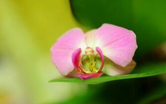 Pink Orchid Flower Wallpaper