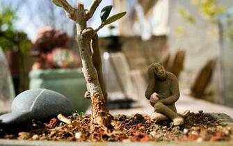 Bonsai Olive Tree Monkey Background Wallpaper By Terry