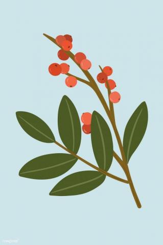 Red Winterberry On A Blue Background Vector Image By