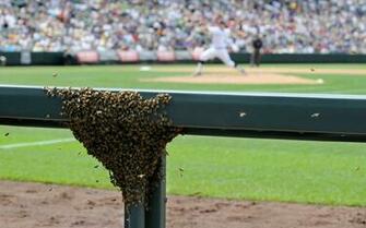 Coors Field Wallpaper