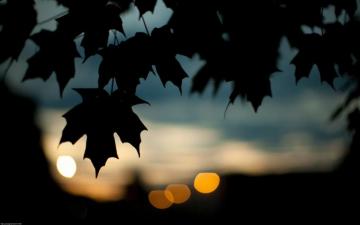 Photography Leaves Bokeh Silhouette Nature Wallpaper HD