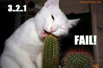 Funny Fails Animals Widescreen Wallpaper