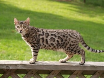 Bengal Cats Cute