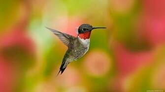 Bird Birds Desktop Wallpaper In HD