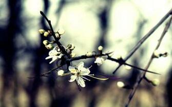 Winter Flower Background HD Desktop Wallpaper 4k