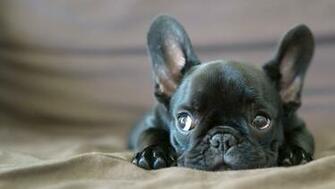 Dog Performance French Bulldog Background Wallpaper