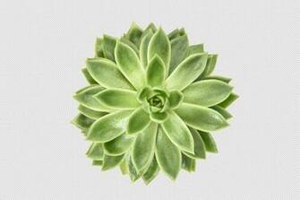 Succulent Transparent Background