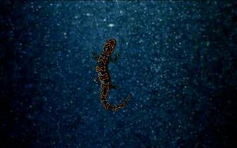 Wallpaper Of Ubuntu Saucy Salamander Contest