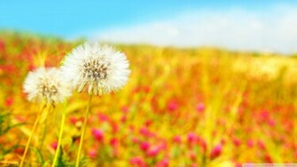 Blowing Dandelion Wallpaper Spring Dandelions
