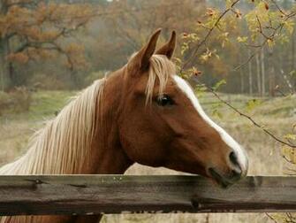 Cute Horse Wallpaper