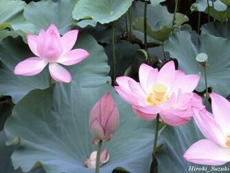 Desktop Flower Wallpaper Beautiful