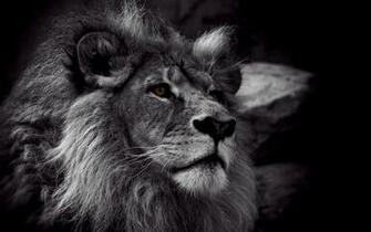 White Lion Background