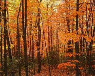 Autumn Forest Blue Ridge Parkway Wall Art Contemporary Wallpaper