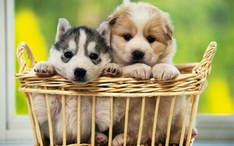 Cute Dogs Wallpaper For Desktop