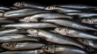 Fresh Smelt Fish Pile Wallpaper