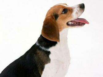 Artois Hound Hondenrassen
