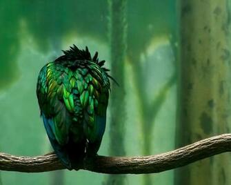 High Definition Wallpaper