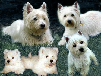Westie Wallpaper By Akidasoren