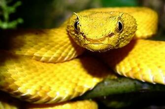 Pit Viper Graphics Code Comments Pictures