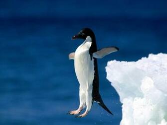 Penguin Wallpaper