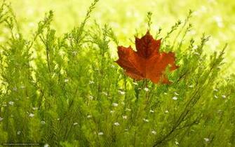 Url Picstopin Wallpaper Maple Leaf