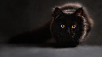 Wallpaper 4k Black Cat