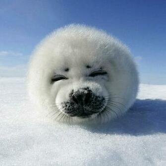 Baby Harp Seal iPad Wallpaper