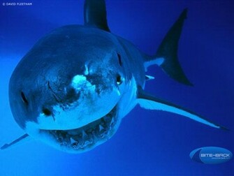 HD Animal Wallpaper Sharks